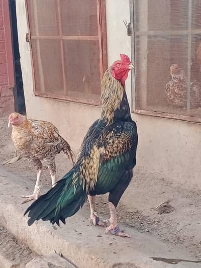 mashallah  high quality