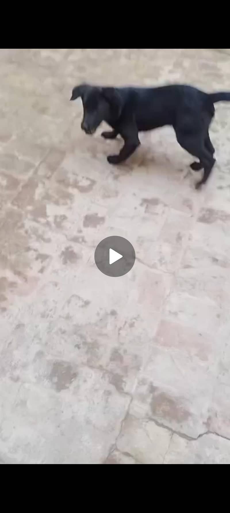 Labrador Retriever 0