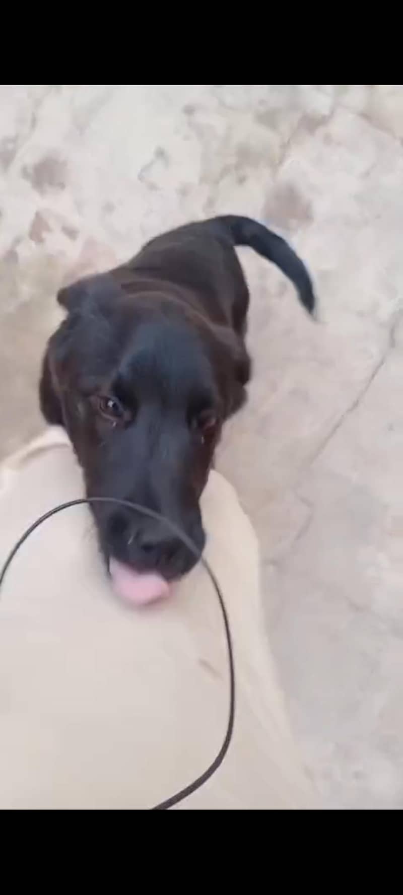 Labrador Retriever 1