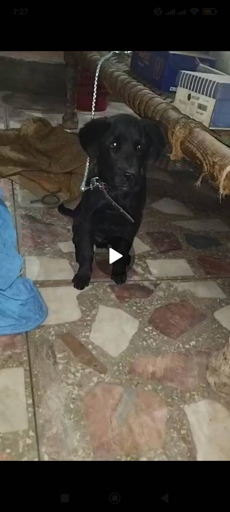 Labrador Retriever 2