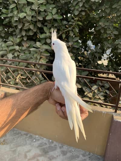 Cocktail handtame Red eyes