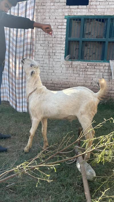 Beautiful bakry for 2026 qurbani Location Multan