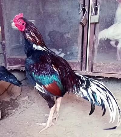 high quality Aseel for sale