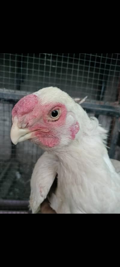 Indian parrot Beak breedar female foresale