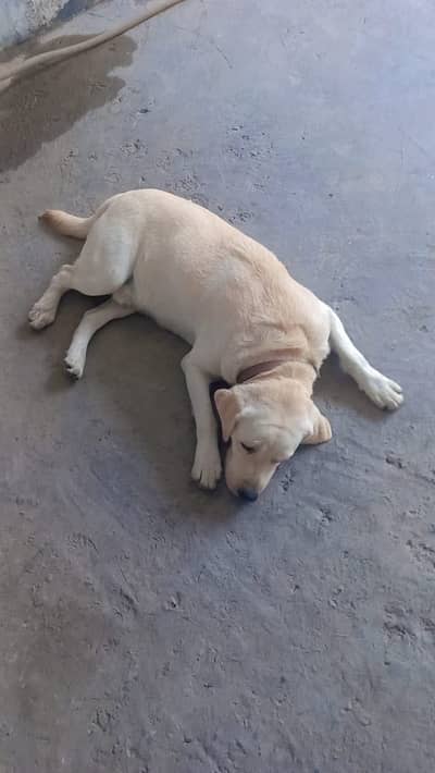 Labra Dog Male