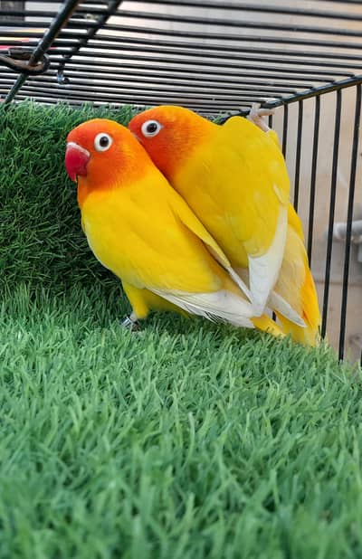 Green Dec/Nslino 2  Females