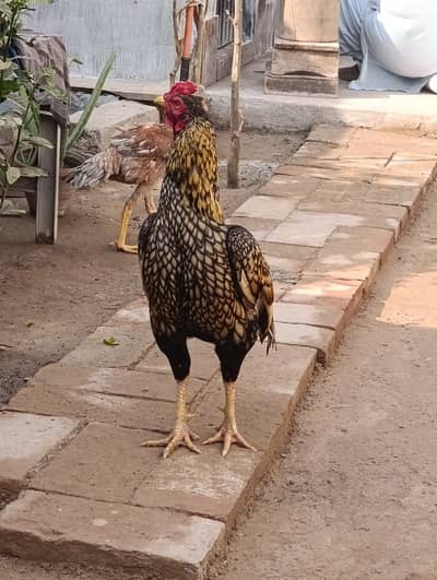 Aseel | Mianwali Mushka Lakha Aseel | Sindhi Jawa Aseel |patha