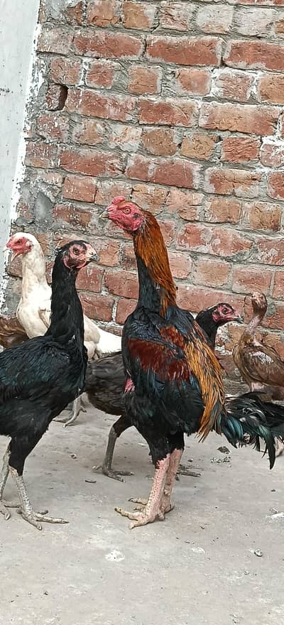 thae red aye layakt pathyawaly k gr ka