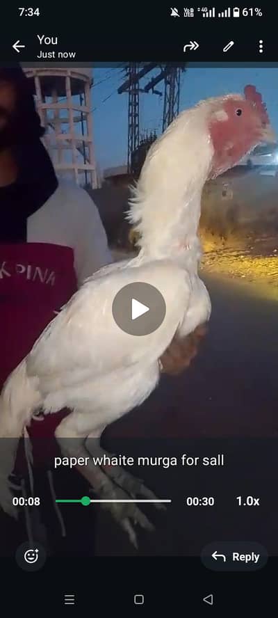 paper whaite murga for sall