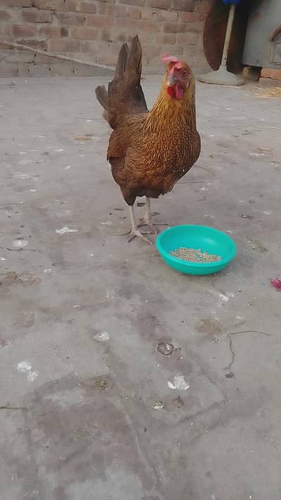 pure desi pair murgi egg laying granted 03024894247