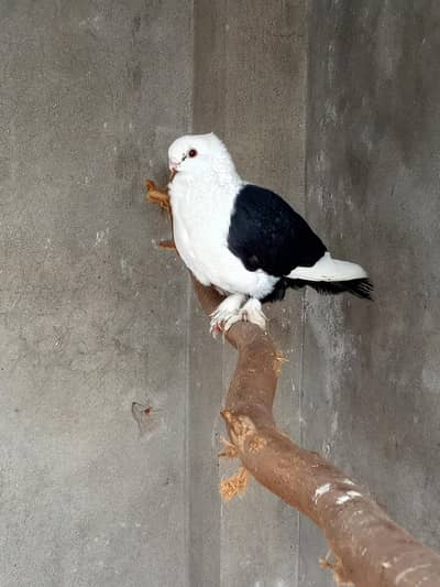 santenat Garman tai number  03278247054