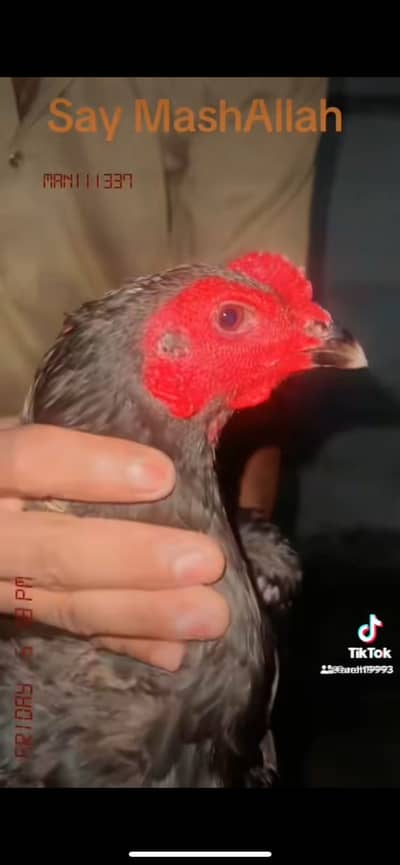 Burmi pakoya thai male available