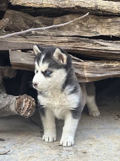 Husky Puppies