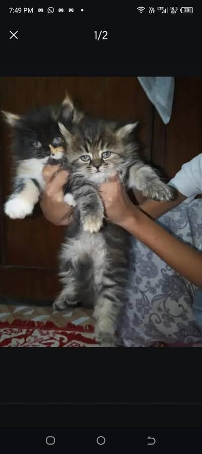 beautiful person triple Court kittens