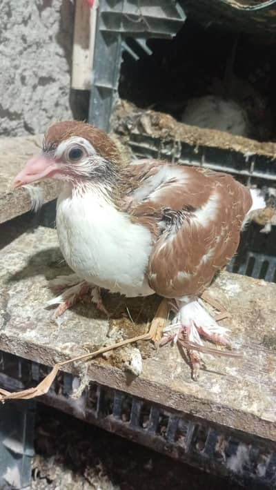 Pigeon sherazi chicks