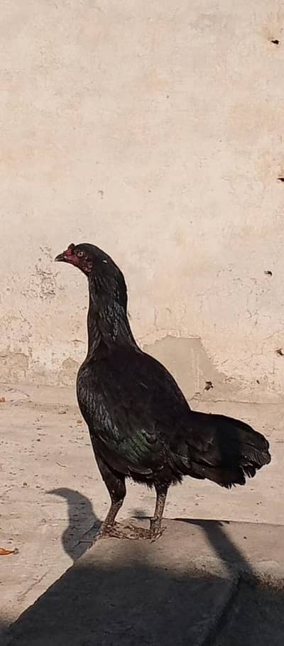 Pure Black Aseel Female for sale