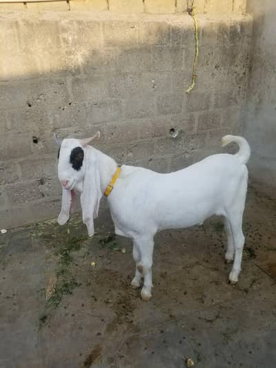 gulabi bakre ankho pr pasa