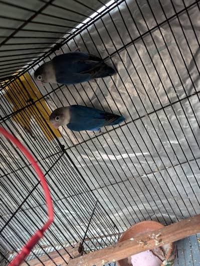 blue fishri breeder pair lovebirds