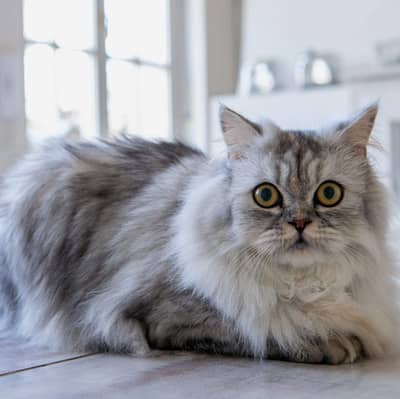 persian cat
