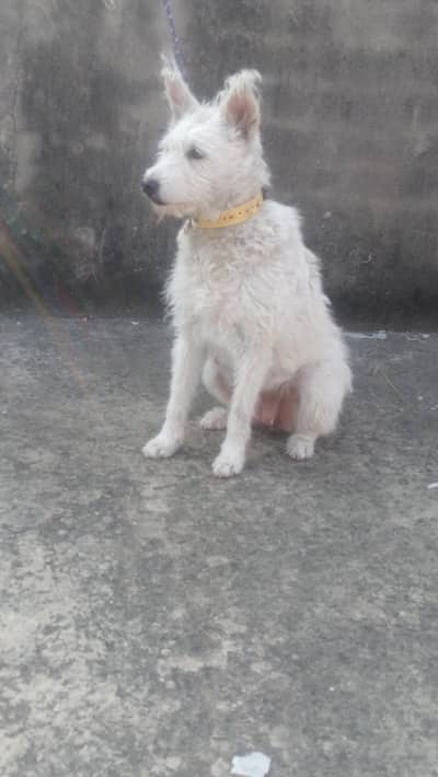 russain female for sale