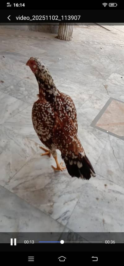 breeder madi for sale