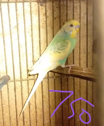 BUDGIES FOR SALE
