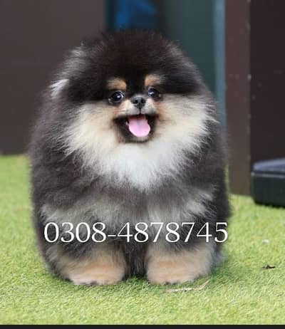 Pomeranian puppy for sale  0308-4878745