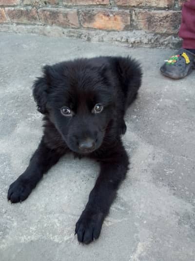 Black Golden Retriever Puppy