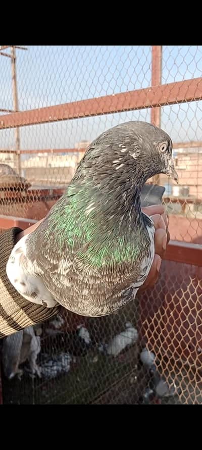 Ch sab Wala Taddy Pair