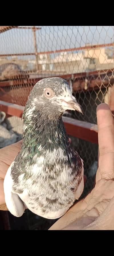 Meher wala taddy male ch sab wali taddy female pair Laga Howa h