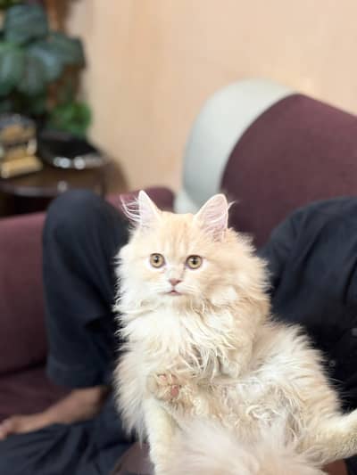 persina cat available for sale litter trained