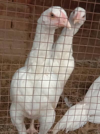 Top Quality Heera Aseel Pathay Pathia