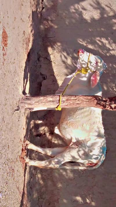 nukhri bchia for sale