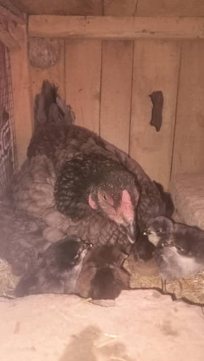 pure ASEEL chiks 100%only chiks sale