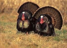 turkey pair for sale location wah cantt what app number 03175050604