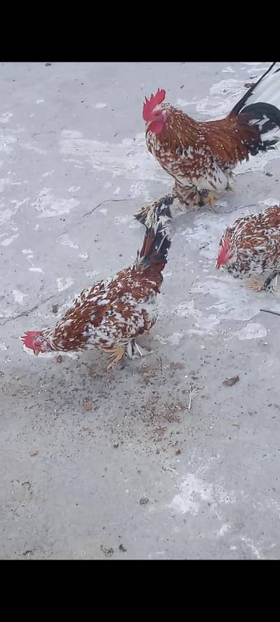 Porcelain Mili Fleur/ Porcelain Milli Flower Male Available for sale