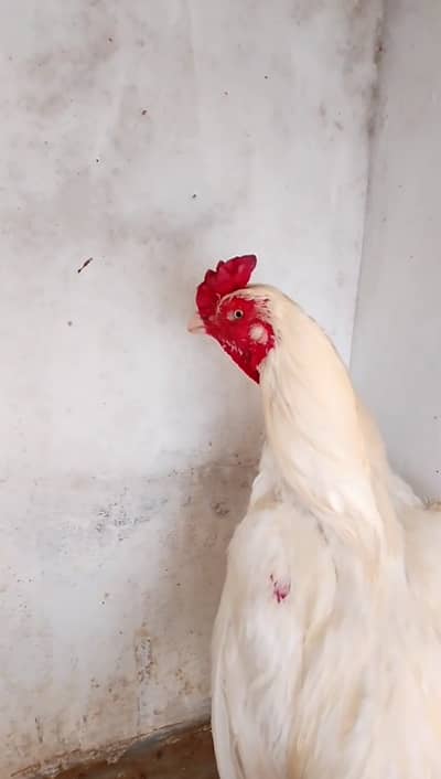 heera aseel pure miyanwali