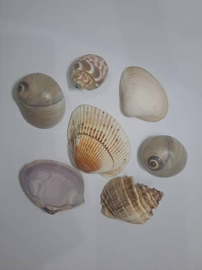 seashells with the beauty of nature