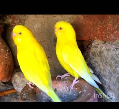 budgie red I breeder pair