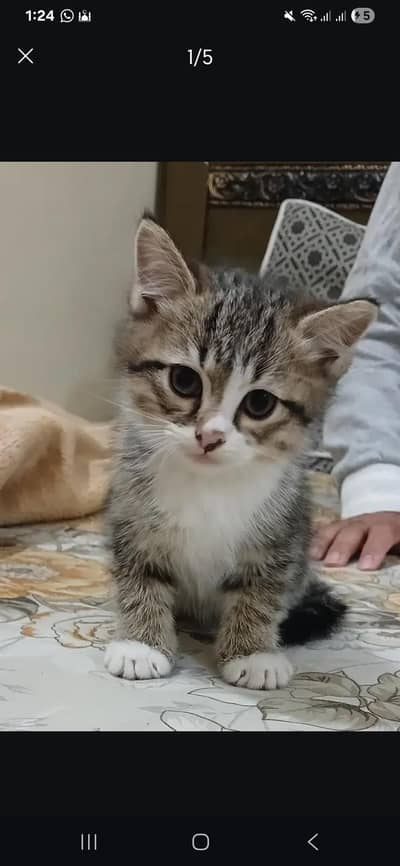 Grey Male Kitten for Sale | Healthy & Playful | 3 Months Old