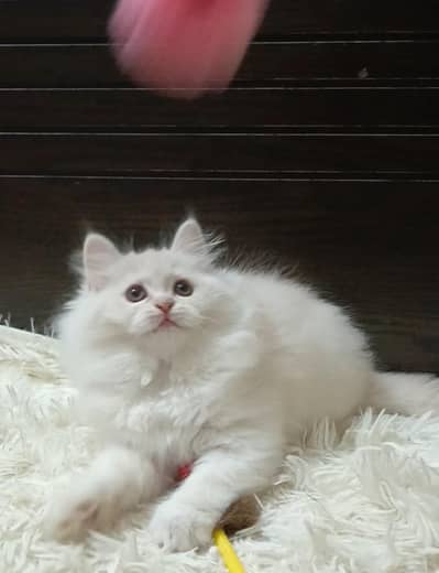 Triple coat persian male/female kittens
