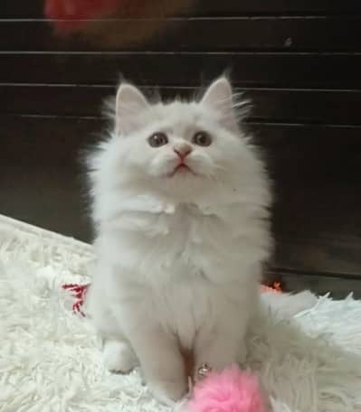 Triple coat persian male/female kittens