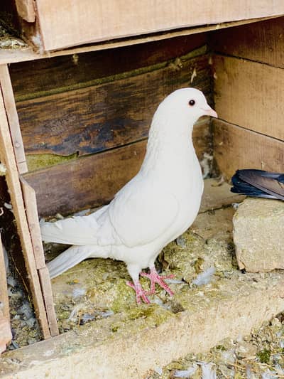Male white pigeon