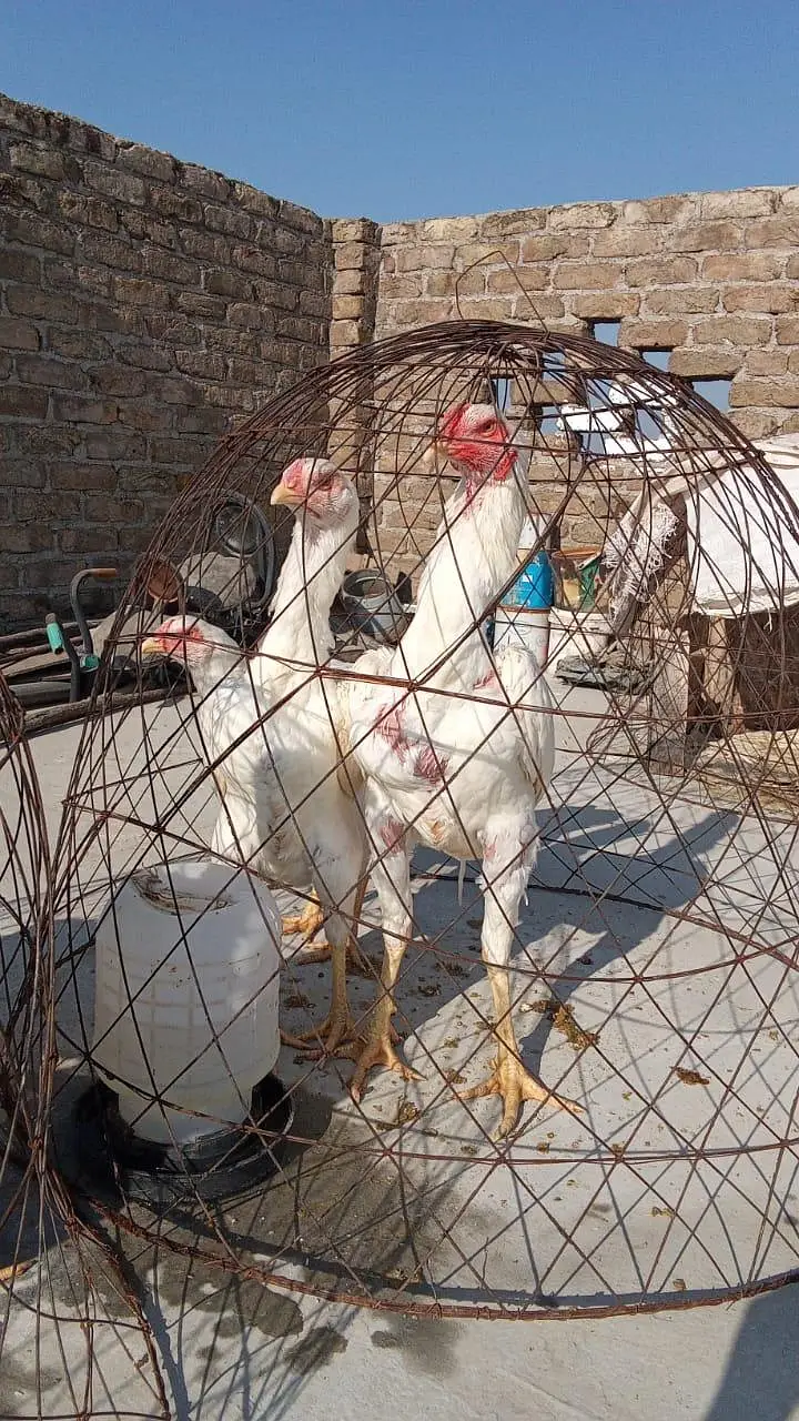 German white o shamo  chick available — photo 2