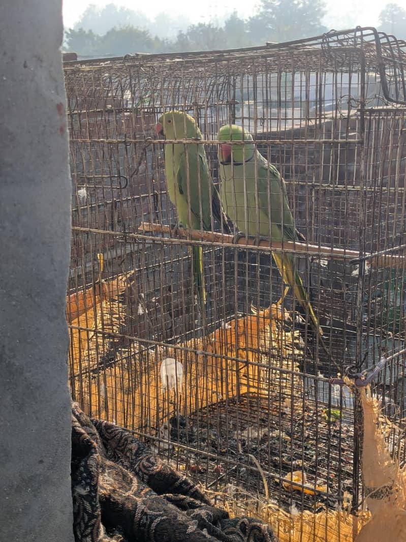 Parrots pair 1