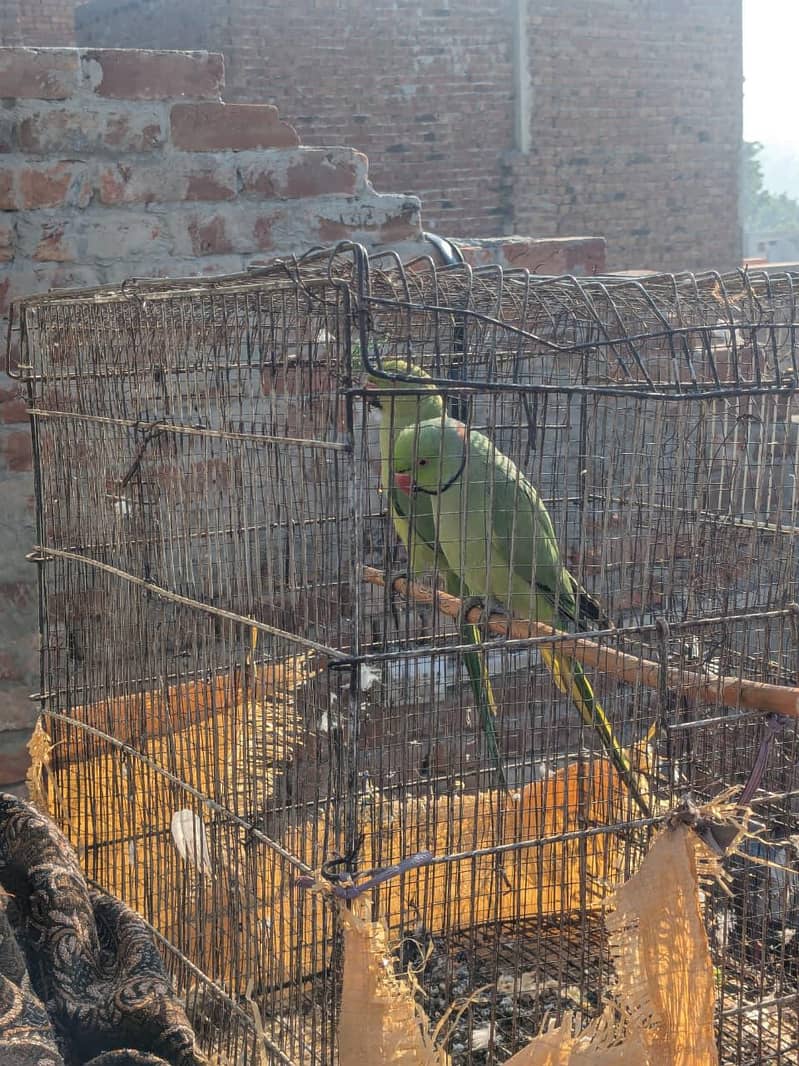 Parrots pair 4