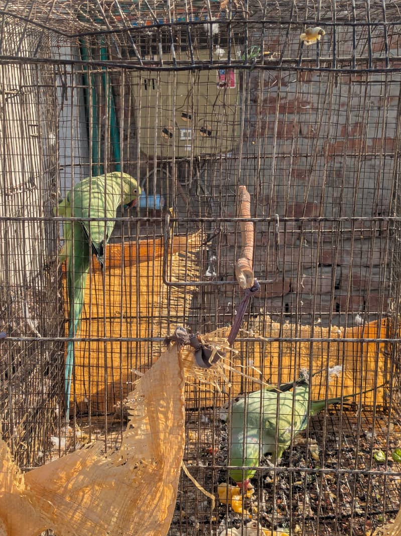 Parrots pair 5