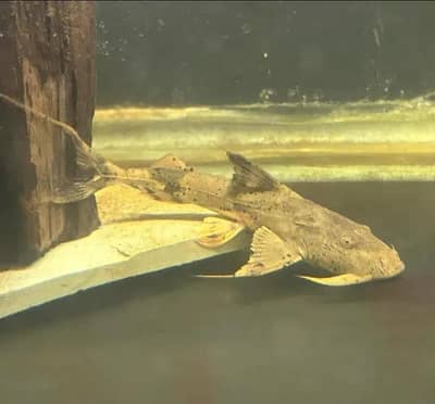 goonch catfish for sale