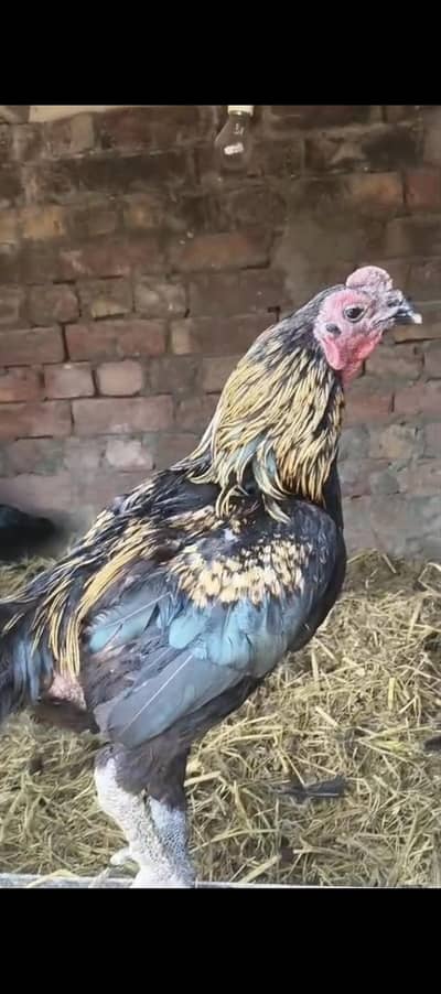 ASEEL EGGS Fertile 100℅