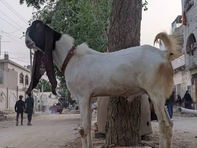 Bakra